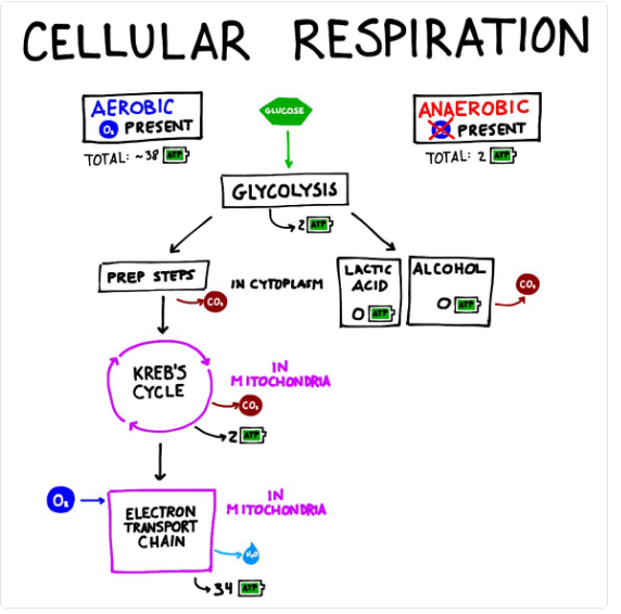 What is fermentation Class 9 biology?