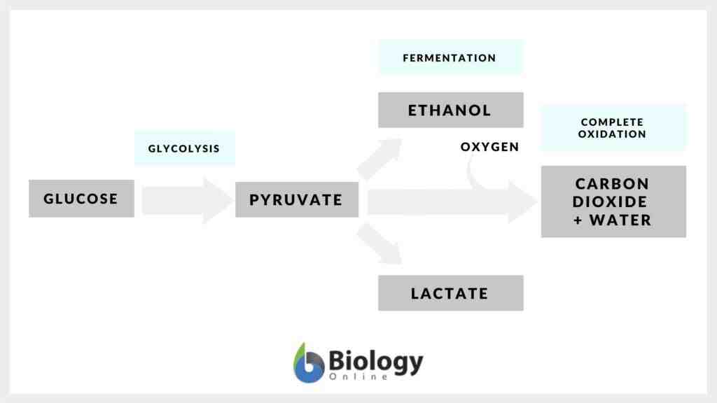 What is the main advantage of aerobic respiration of anaerobic respiration quizlet?