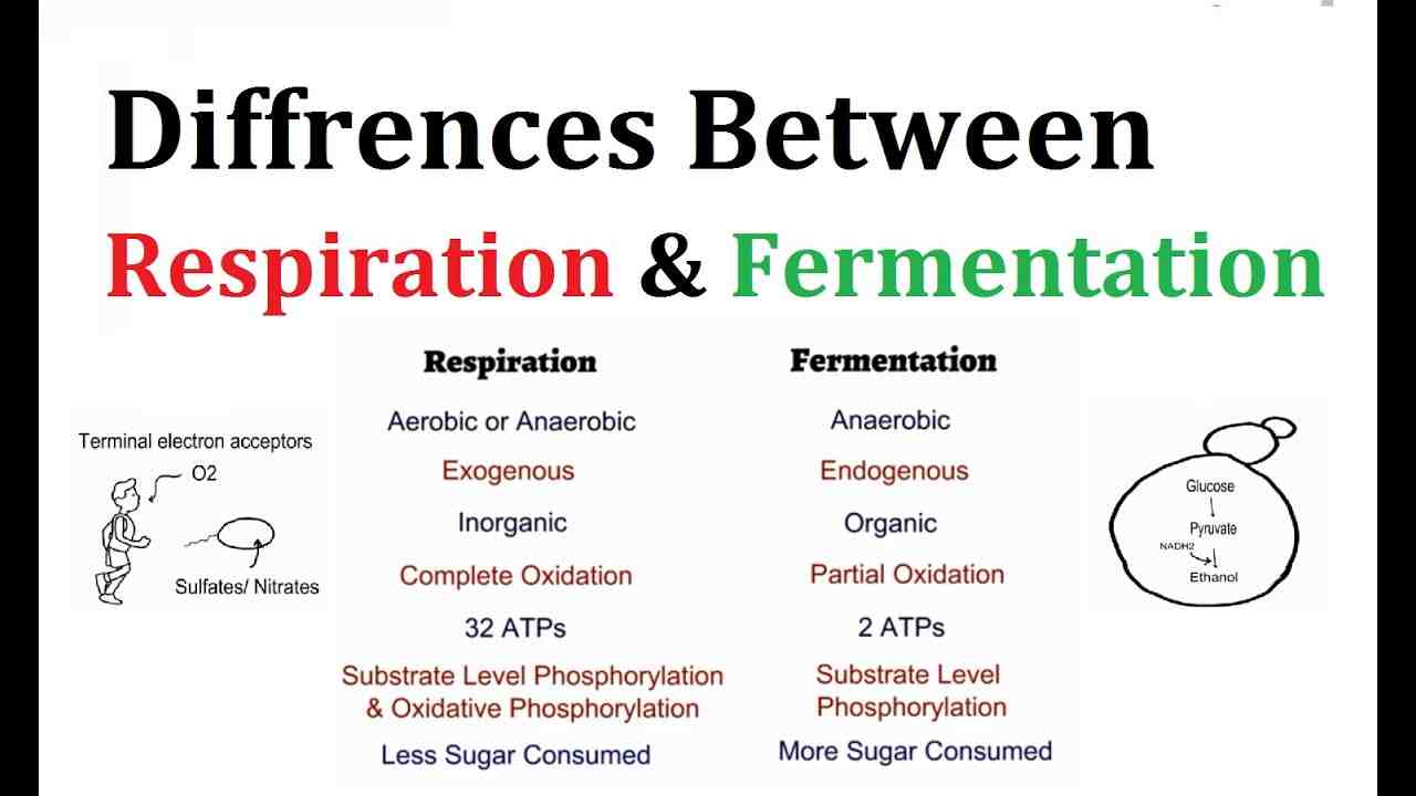 Where does fermentation occur?